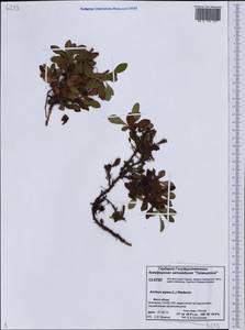 Arctostaphylos alpinus (L.) Spreng., Siberia, Central Siberia (S3) (Russia)