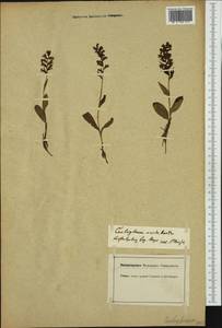 Dactylorhiza viridis (L.) R.M.Bateman, Pridgeon & M.W.Chase, Western Europe (EUR)