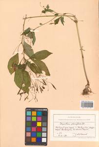 Impatiens parviflora DC., Siberia, Russian Far East (S6) (Russia)