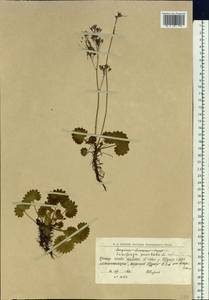 Micranthes nelsoniana subsp. nelsoniana, Eastern Europe, Northern region (E1) (Russia)