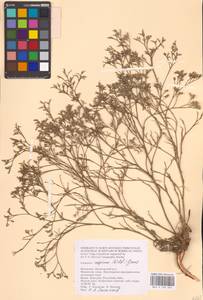 Limonium caspium (Willd.) Gams, Eastern Europe, Lower Volga region (E9) (Russia)