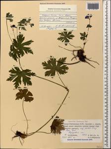 Geranium ibericum Cav., Caucasus, North Ossetia, Ingushetia & Chechnya (K1c) (Russia)