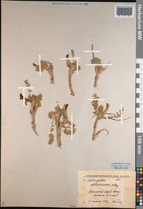 Astragalus atrovinosus Popov ex Baranov, Middle Asia, Syr-Darian deserts & Kyzylkum (M7) (Uzbekistan)