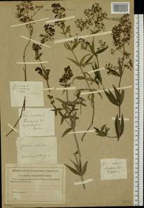 Galium rubioides L., Eastern Europe, Central region (E4) (Russia)