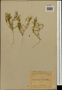Leptaleum filifolium (Willd.) DC., Caucasus, Azerbaijan (K6) (Azerbaijan)