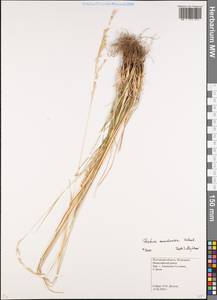Festuca arundinacea Schreb. , nom. cons., Eastern Europe, Rostov Oblast (E12a) (Russia)