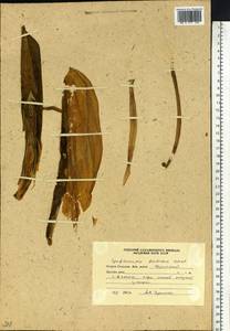 Symplocarpus foetidus (L.) Salisb. ex W.P.C.Barton, Siberia, Russian Far East (S6) (Russia)