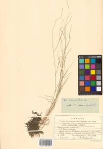 Poa nemoralis L., Siberia, Russian Far East (S6) (Russia)