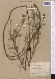 Astragalus varius S.G.Gmel., Middle Asia, Northern & Central Kazakhstan (M10) (Kazakhstan)