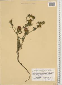 Centaurea iberica Trevis. ex Spreng., Caucasus, North Ossetia, Ingushetia & Chechnya (K1c) (Russia)