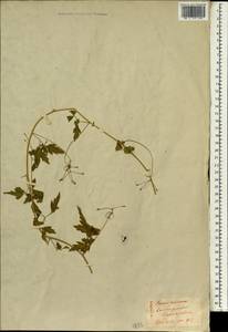 Cardiospermum halicacabum L., South Asia, South Asia (Asia outside ex-Soviet states and Mongolia) (ASIA) (Japan)