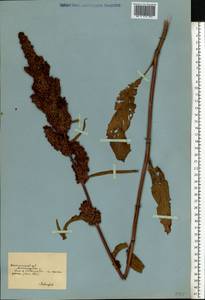 Rumex, Eastern Europe, South Ukrainian region (E12) (Ukraine)