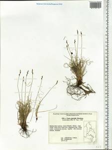 Carex glacialis Mack., Siberia, Russian Far East (S6) (Russia)
