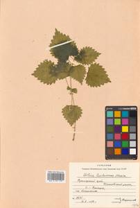 Urtica thunbergiana subsp. thunbergiana, Siberia, Russian Far East (S6) (Russia)