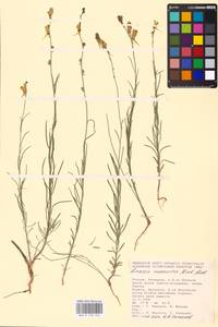 MHA 0 159 314, Linaria macroura (M. Bieb.) M. Bieb., Eastern Europe, Lower Volga region (E9) (Russia)