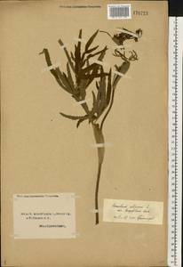 Heracleum sphondylium subsp. sibiricum (L.) Simonk., Eastern Europe, Northern region (E1) (Russia)