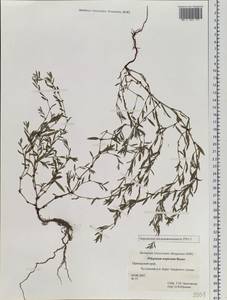 Polygonum aviculare subsp. neglectum (Besser) Arcang., Siberia, Russian Far East (S6) (Russia)