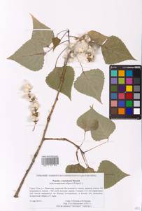 Populus ×canadensis Moench, Eastern Europe, Central region (E4) (Russia)