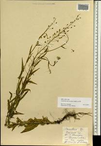 Camelina microcarpa Andrz. ex DC., Siberia, Russian Far East (S6) (Russia)