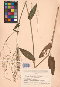 Rumex thyrsiflorus Fingerh., Eastern Europe, Western region (E3) (Russia)