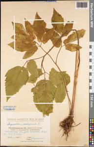 Aegopodium podagraria L., Eastern Europe, North Ukrainian region (E11) (Ukraine)