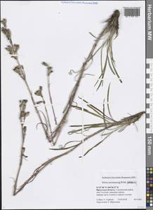 Silene jeniseensis Willd., Siberia, Baikal & Transbaikal region (S4) (Russia)