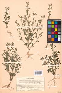 Chaenorhinum minus, Eastern Europe, Moscow region (E4a) (Russia)