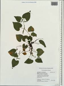 Viola tanaitica Grosset, Crimea (KRYM) (Russia)