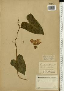 Calystegia sepium (L.) R. Br., Eastern Europe, Central forest-and-steppe region (E6) (Russia)