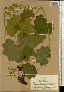 Alchemilla circassica Juz., Eastern Europe, Moscow region (E4a) (Russia)