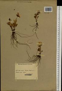 Ranunculus altaicus Laxm., Siberia, Western (Kazakhstan) Altai Mountains (S2a) (Kazakhstan)