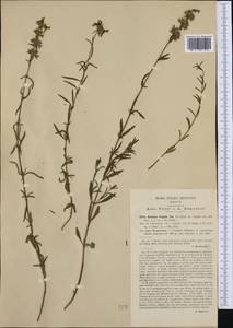 Stachys recta subsp. subcrenata (Vis.) Briq., Western Europe (EUR) (Italy)