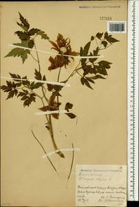 Clematis alpina (L.) Mill., South Asia, South Asia (Asia outside ex-Soviet states and Mongolia) (ASIA) (China)