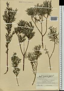 Salix rosmarinifolia L., Eastern Europe, West Ukrainian region (E13) (Ukraine)
