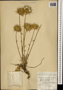 Centaurea reflexa subsp. sosnowskyi (Grossh.) Mikheev, Caucasus, Armenia (K5) (Armenia)