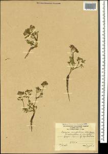 Carum meifolium (M. Bieb.) Boiss., Caucasus, South Ossetia (K4b) (South Ossetia)