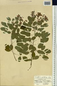 Lespedeza cyrtobotrya Miq., Siberia, Russian Far East (S6) (Russia)