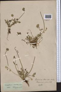 Lomatocarpa albomarginata (Schrenk) Pimenov & Lavrova, Middle Asia, Northern & Central Tian Shan (M4) (Kyrgyzstan)