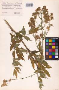Thalictrum flavum L., Eastern Europe, Lower Volga region (E9) (Russia)