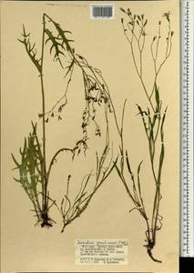 Ixeris chinensis subsp. versicolor (Fisch. ex Link) Kitam., Mongolia (MONG) (Mongolia)