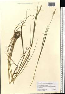 Elymus fibrosus (Schrenk) Tzvelev, Eastern Europe, North-Western region (E2) (Russia)