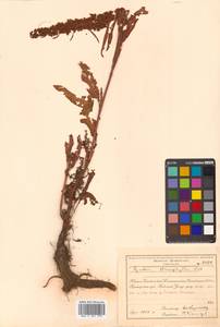 Rumex stenophyllus Ledeb., Siberia, Russian Far East (S6) (Russia)