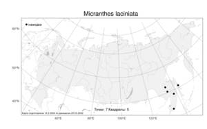 Micranthes laciniata (Nakai & Takeda) S. Akiyama & H. Ohba, Atlas of the Russian Flora (FLORUS) (Russia)