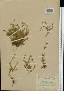 Cerastium alpinum L., Eastern Europe, Northern region (E1) (Russia)
