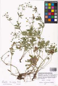 Potentilla thuringiaca Bernh. ex Link, Eastern Europe, Moscow region (E4a) (Russia)