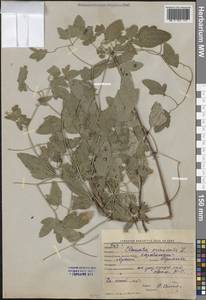 Clematis orientalis L., Middle Asia, Western Tian Shan & Karatau (M3) (Kyrgyzstan)