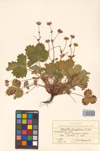 Potentilla fragiformis Willd. ex D. F. K. Schltdl., Siberia, Russian Far East (S6) (Russia)