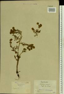 Trifolium arvense L., Eastern Europe, North Ukrainian region (E11) (Ukraine)