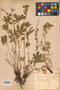Potentilla longipes Ledeb., Eastern Europe, Middle Volga region (E8) (Russia)