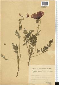 Roemeria pavonina, Middle Asia, Syr-Darian deserts & Kyzylkum (M7) (Uzbekistan)